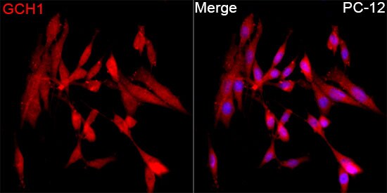 GCH1 Antibody