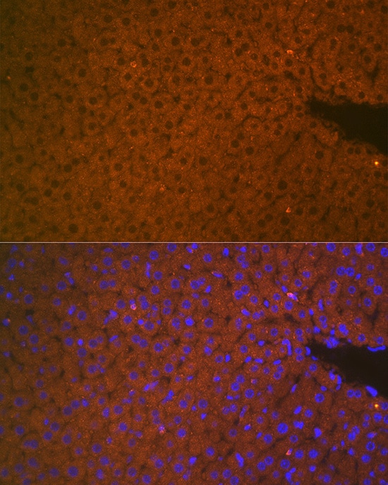Matriptase 2 Antibody