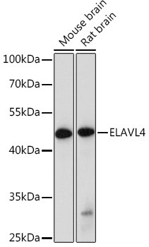 ELAVL4 Antibody