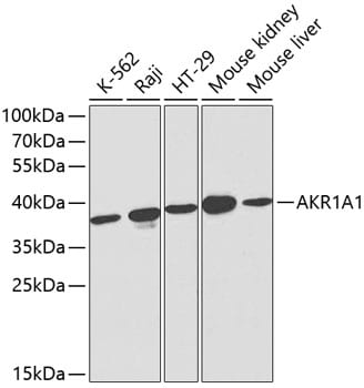 AKR1A1 Antibody
