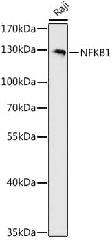 NFkB p105/p50 Antibody