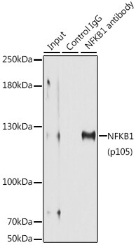 NFkB p105/p50 Antibody