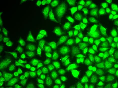 NFkB p105/p50 Antibody