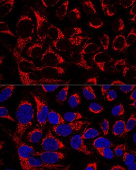 OCIAD1 Antibody