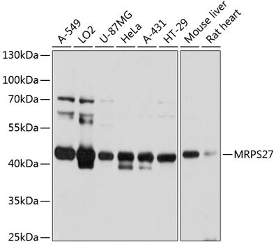 MRPS27 Antibody