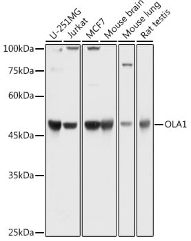 GTPBP9 Antibody