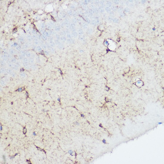 Calpain 1 Antibody