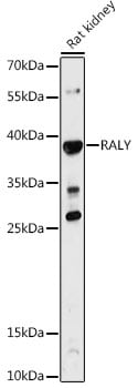 RALY Antibody