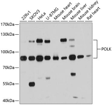 DNA Polymerase Kappa Antibody