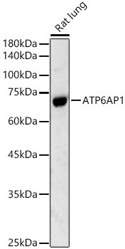 ATP6AP1 Antibody