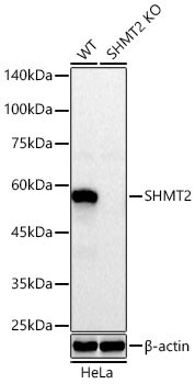 SHMT2 Antibody