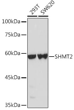 SHMT2 Antibody