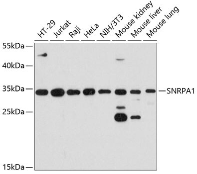 SNRPA1 Antibody