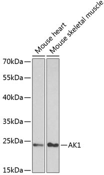 Adenylate Kinase 1 Antibody