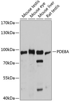 PDE8A Antibody