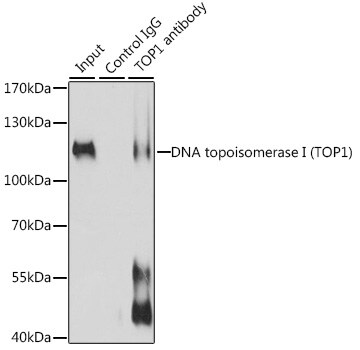 Topoisomerase I Antibody
