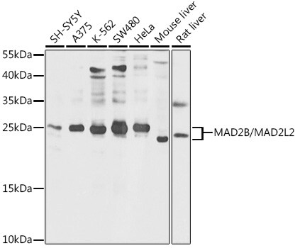 MAD2L2 Antibody