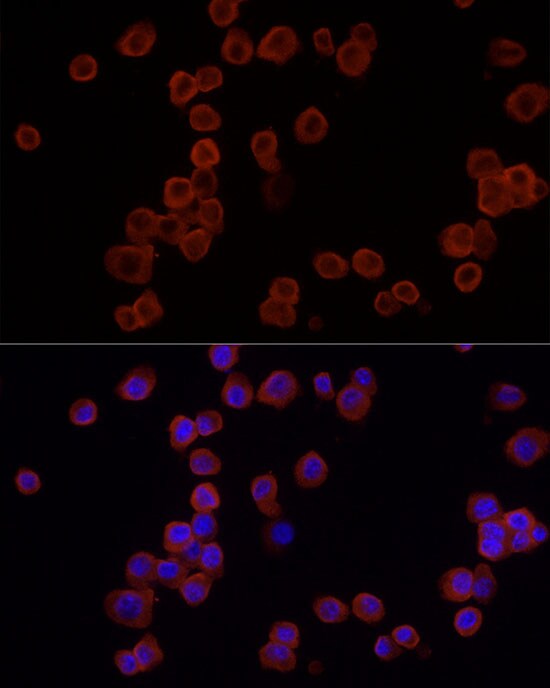 EMR1 Antibody