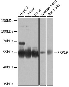 PRP19 Antibody