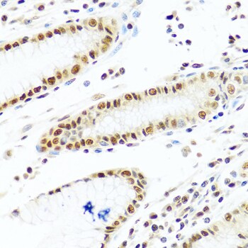 PRP19 Antibody