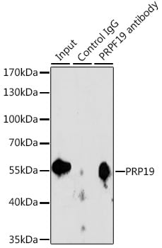 PRP19 Antibody