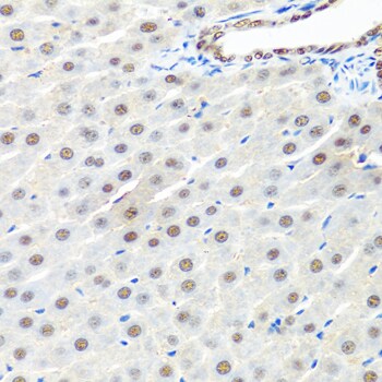 PRP19 Antibody