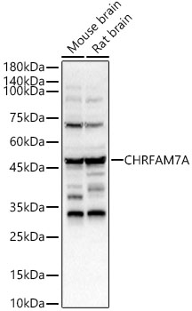 CHRFAM7A Antibody