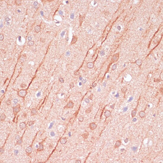 SAP102 Antibody
