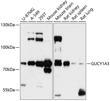 Guanylyl Cyclase alpha 1 Antibody