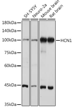 HCN1 Antibody
