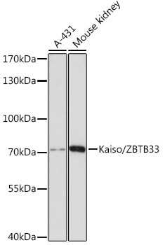 Kaiso Antibody