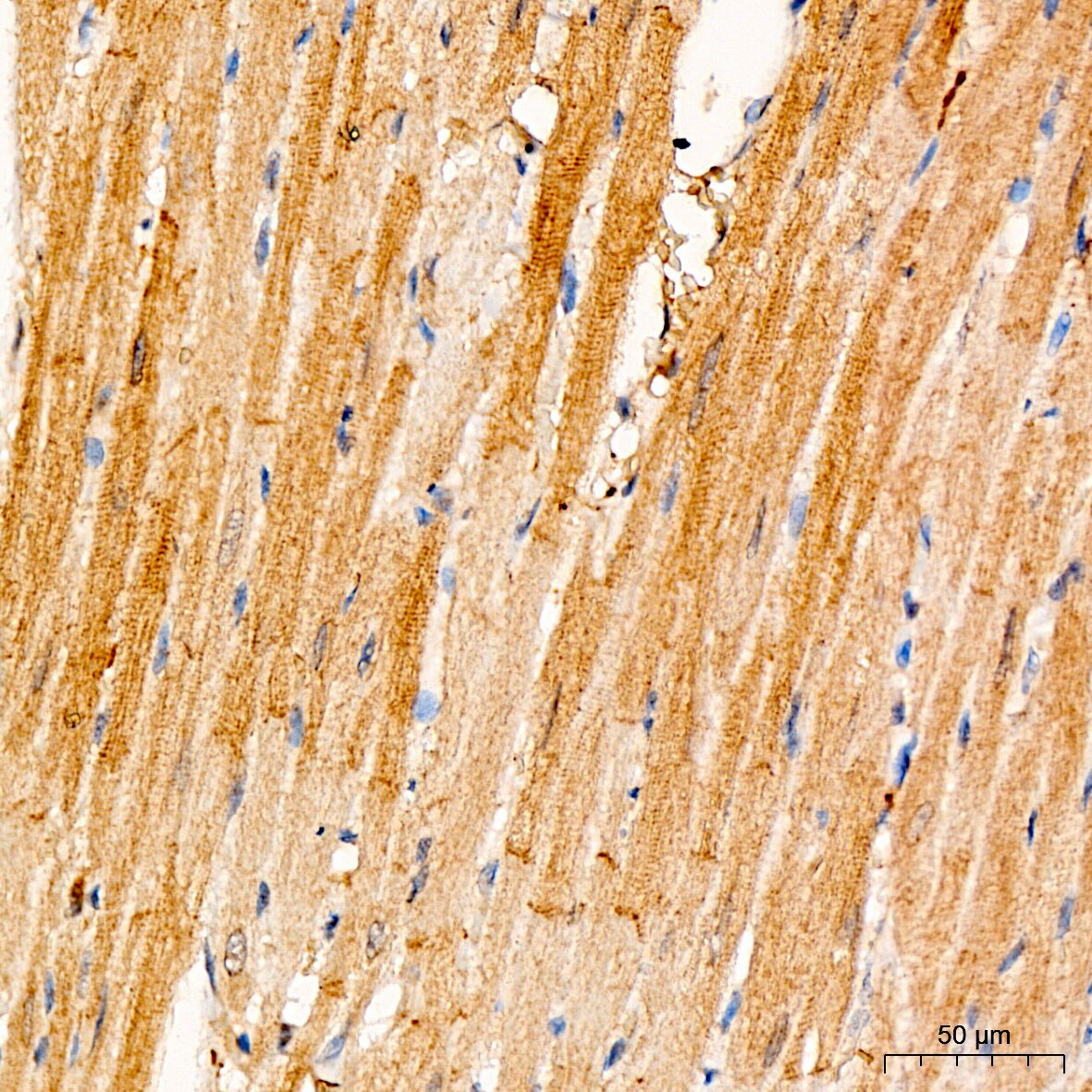 XRCC6BP1 Antibody