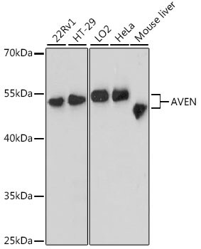 AVEN Antibody