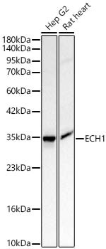ECH1 Antibody