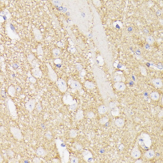 Septin-5 Antibody