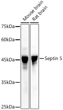 Septin-5 Antibody