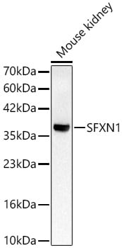 SFXN1 Antibody