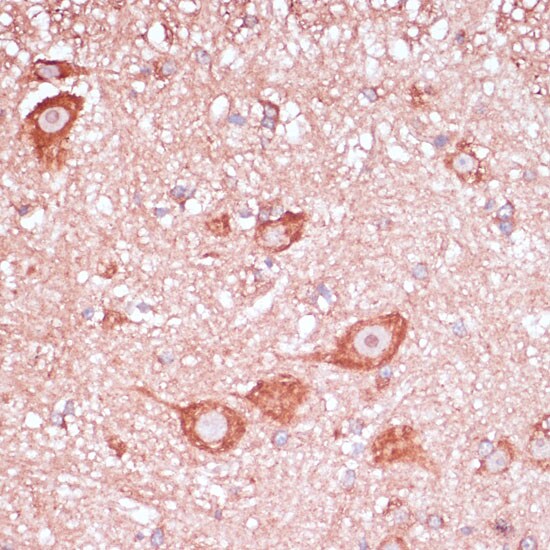 RPL32 Antibody