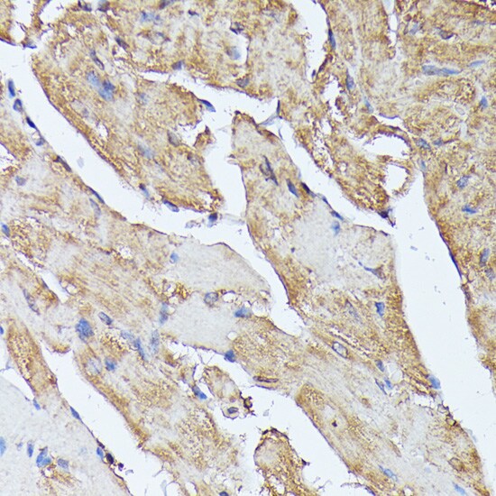 Histidase Antibody