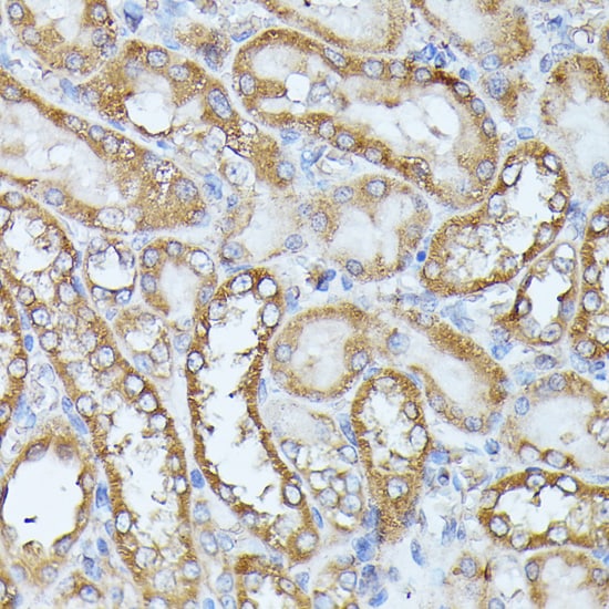 Histidase Antibody