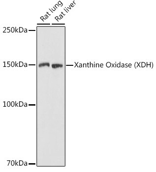 Xanthine Oxidase Antibody
