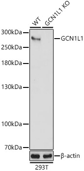 GCN1L1 Antibody