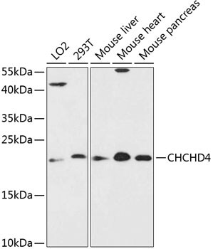 CHCHD4 Antibody