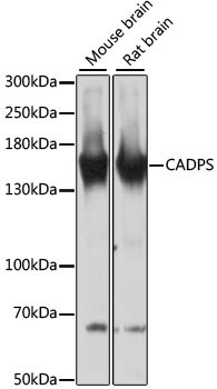 CADPS Antibody