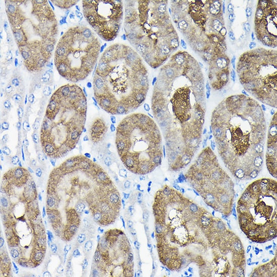 TCP1 alpha Antibody