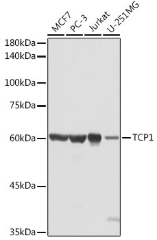 TCP1 alpha Antibody