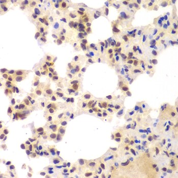 CKII alpha prime polypeptide Antibody
