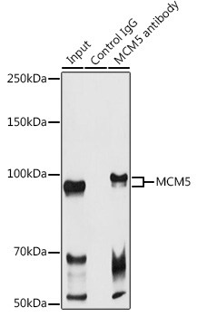 MCM5 Antibody