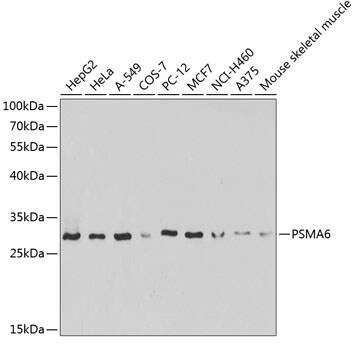 Proteasome 20S alpha 6 Antibody