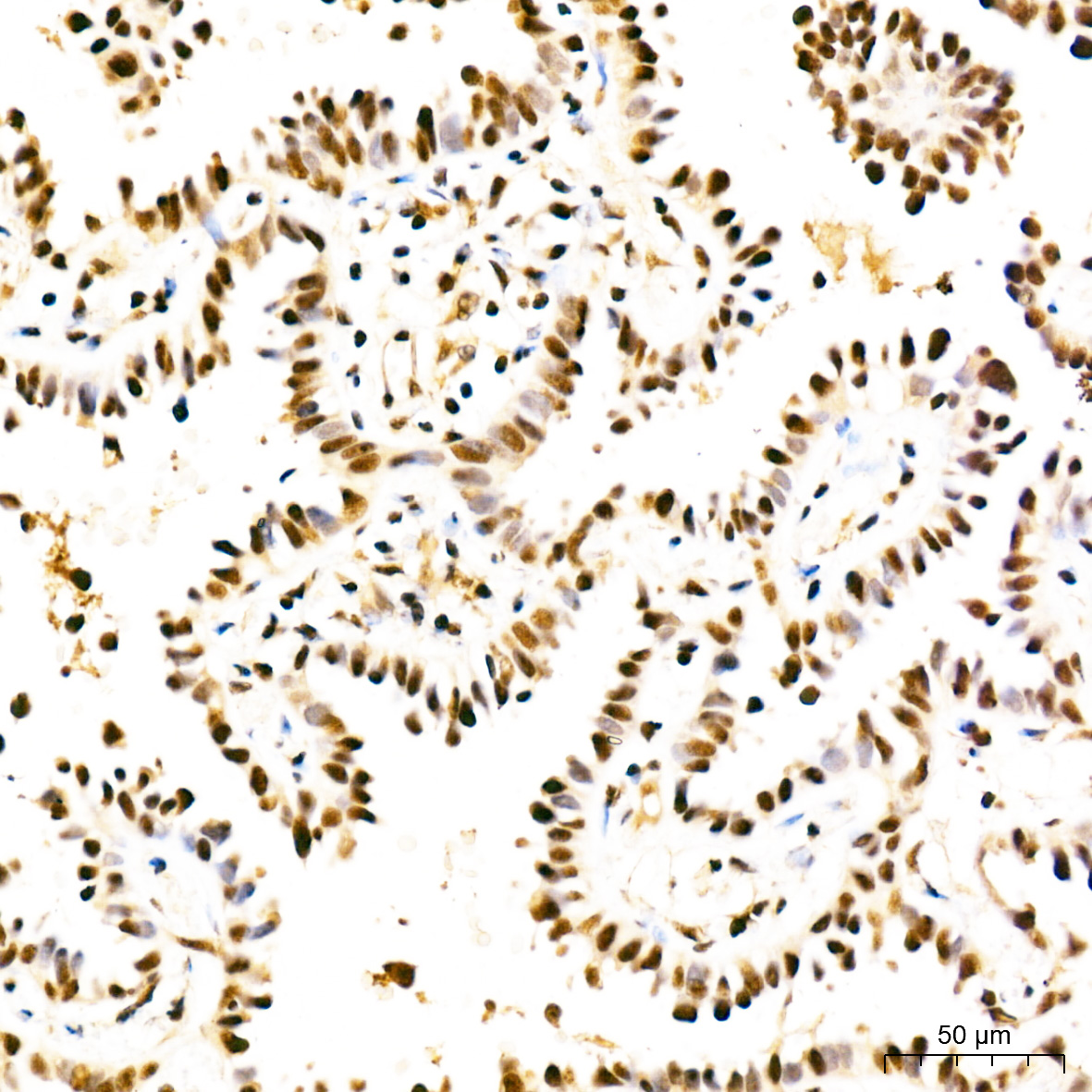 USF1 Antibody